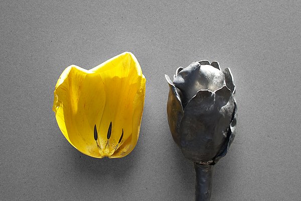 carte postale, tulipe jaune et tulipe de plomb